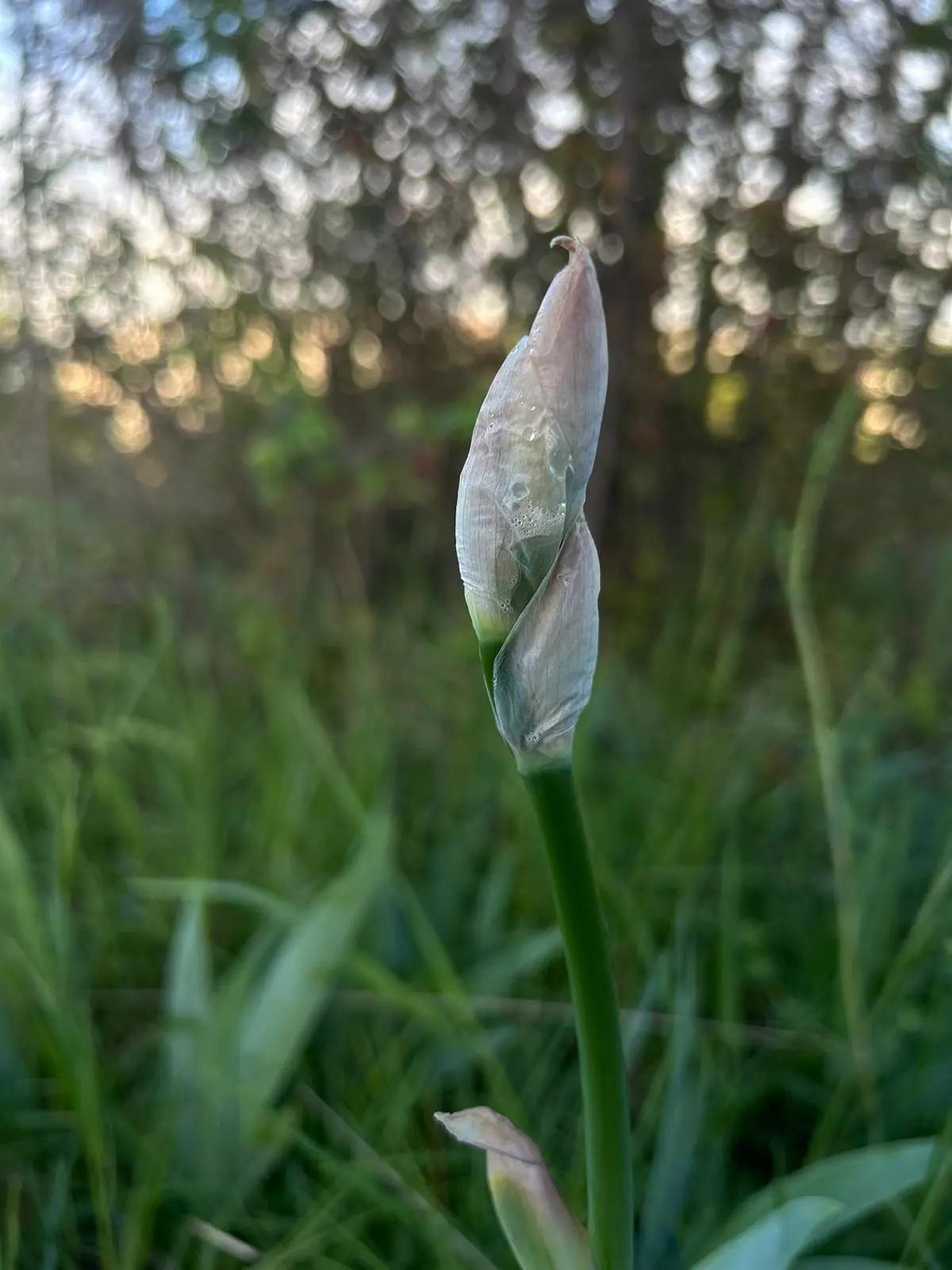 Un bouton de fleur encore fermé, légèrement humide, sur fond flou de verdure, capturant la promesse et la fraîcheur du matin.