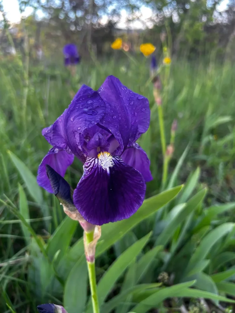 Une fleur violette en pleine éclosion avec des gouttes de rosée sur les pétales.