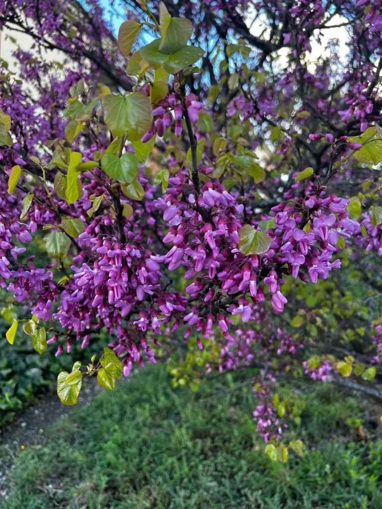 Un arbre aux fleurs roses en pleine floraison.