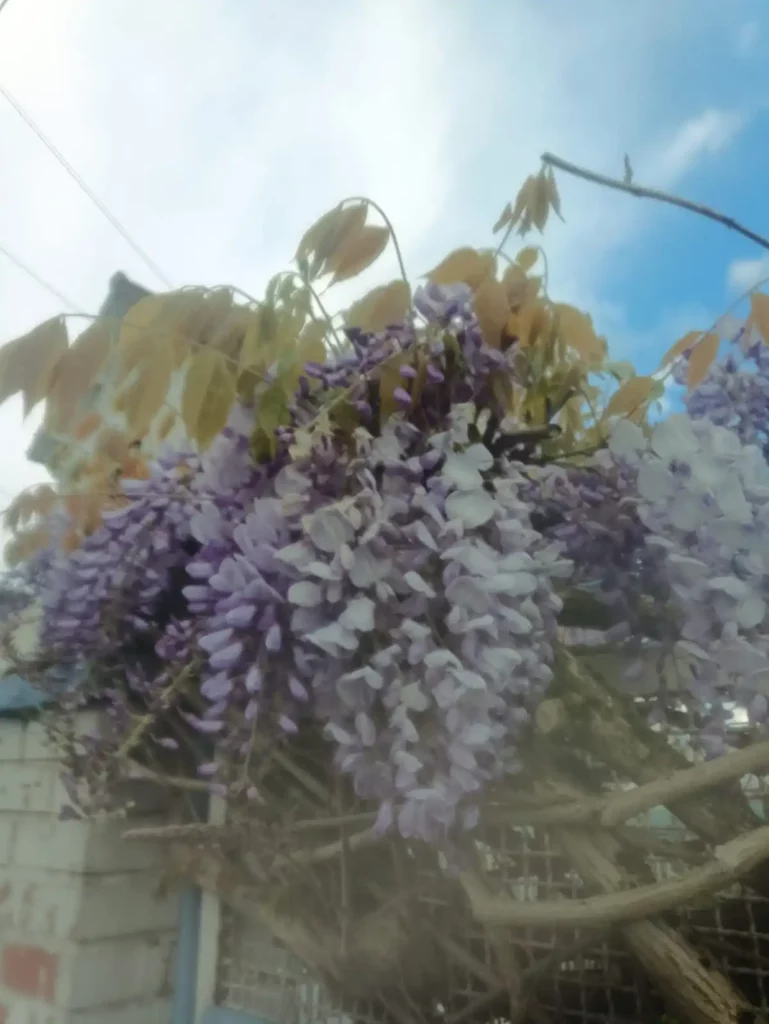 Des grappes de fleurs violettes accrochées à une branche sous un ciel nuageux.