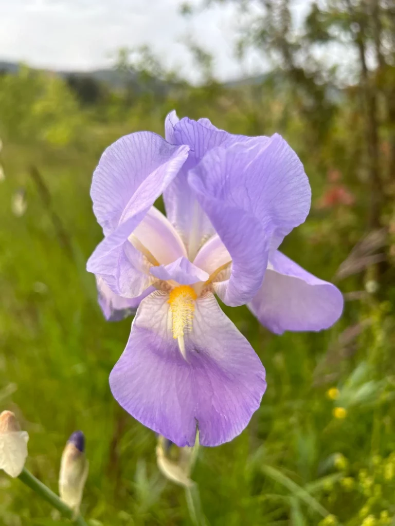 Une fleur violette en pleine éclosion, exhibant ses pétales délicats et ses étamines jaunes, sur fond de verdure floue, symbolisant la vitalité et la beauté de la nature.