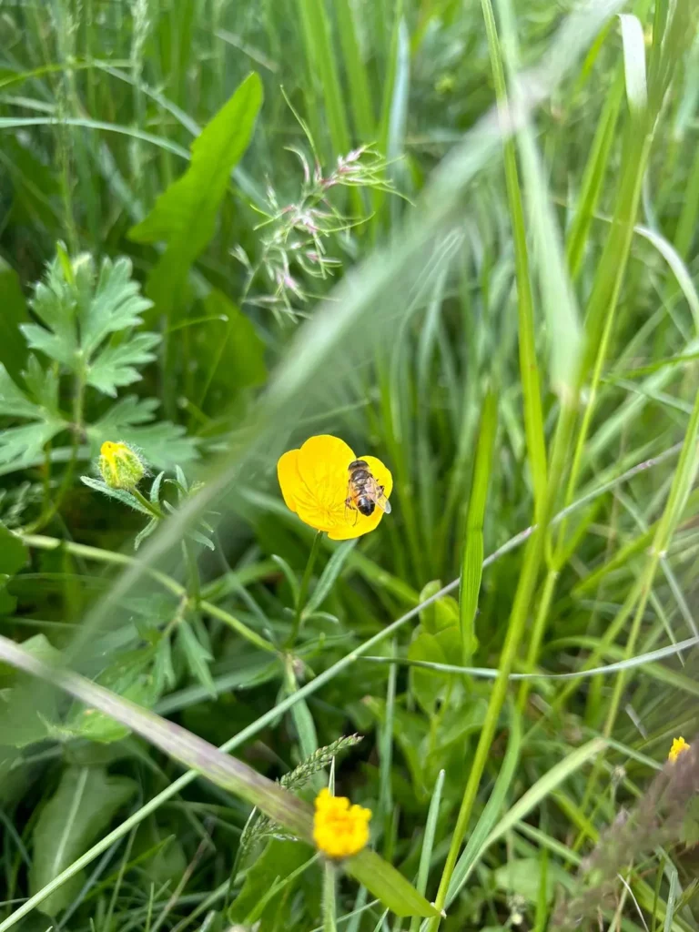 Une abeille posée sur une petite fleur jaune dans un champ verdoyant.