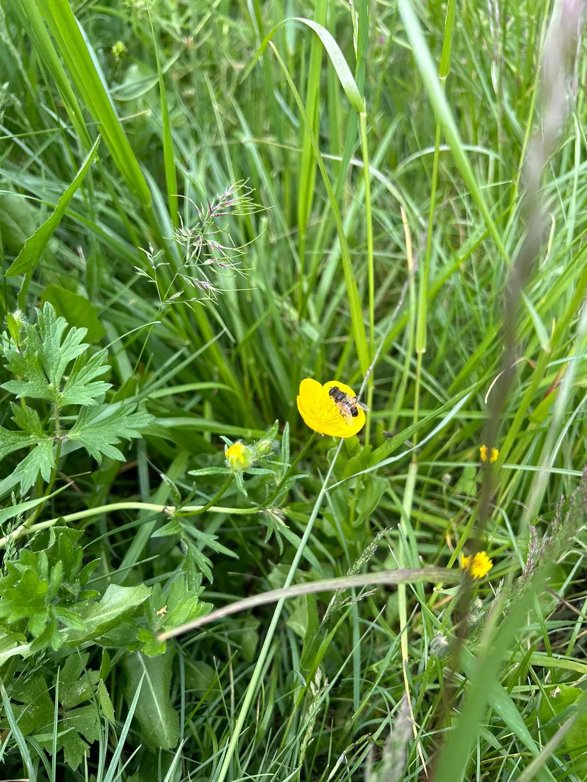 Une abeille posée sur une fleur jaune dans un champ d'herbe.