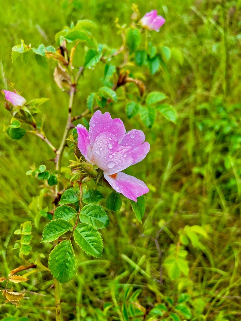 Une fleur rose avec des gouttes de rosée sur ses pétales dans un champ vert.