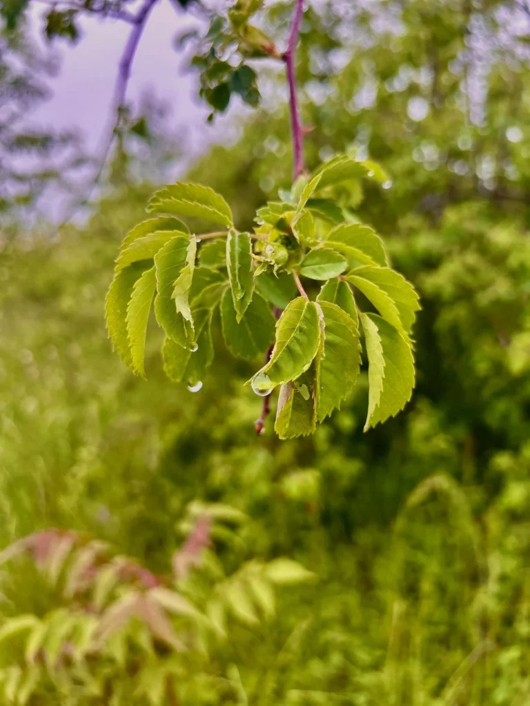 Une branche avec des feuilles vertes et des gouttes de rosée.